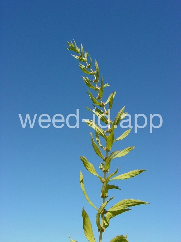 bugleweed, rough